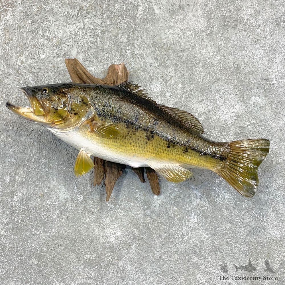 Largemouth Bass Fish Mount For Sale #23645 @ The Taxidermy Store