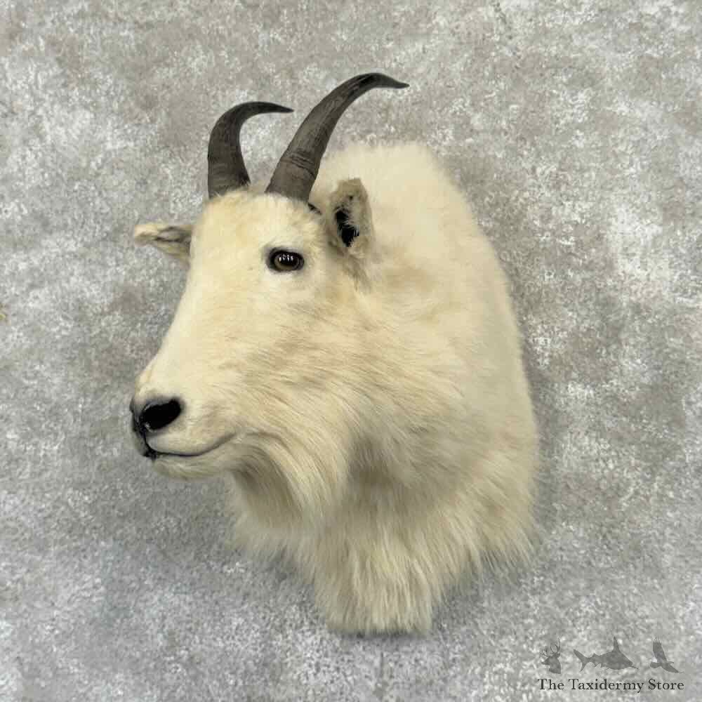 Mountain Goat Shoulder Mount For Sale #32337 @ The Taxidermy Store