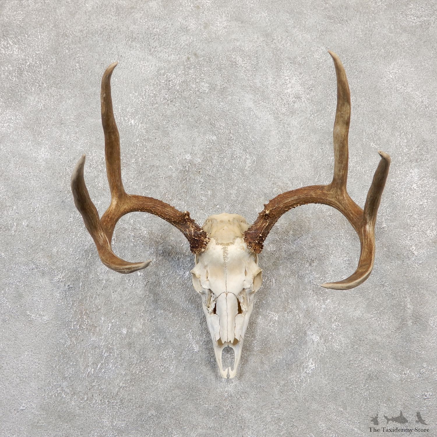 Hybrid Whitetail Mule Deer Skull European Mount For Sale #20043 @ The Taxidermy Store