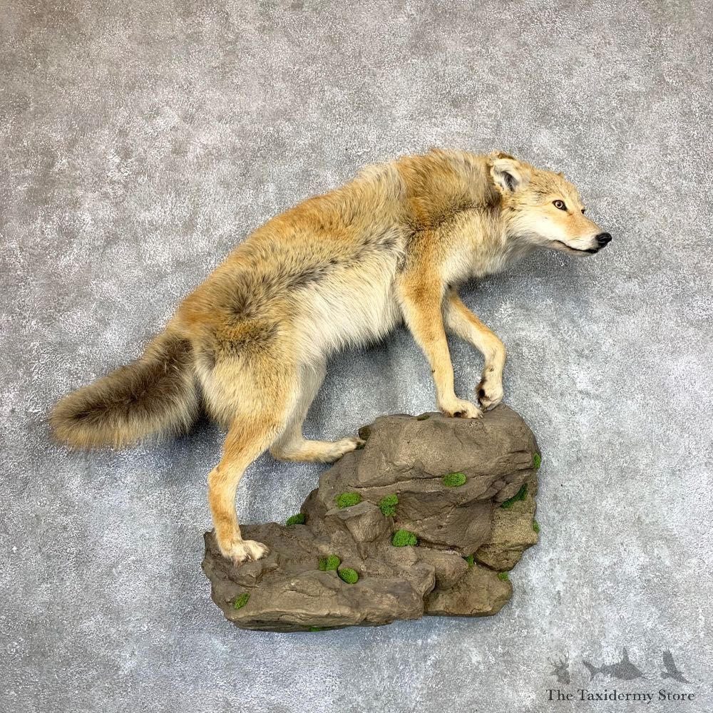 Coyote Life-Size Mount #22971 For Sale @ The Taxidermy Store
