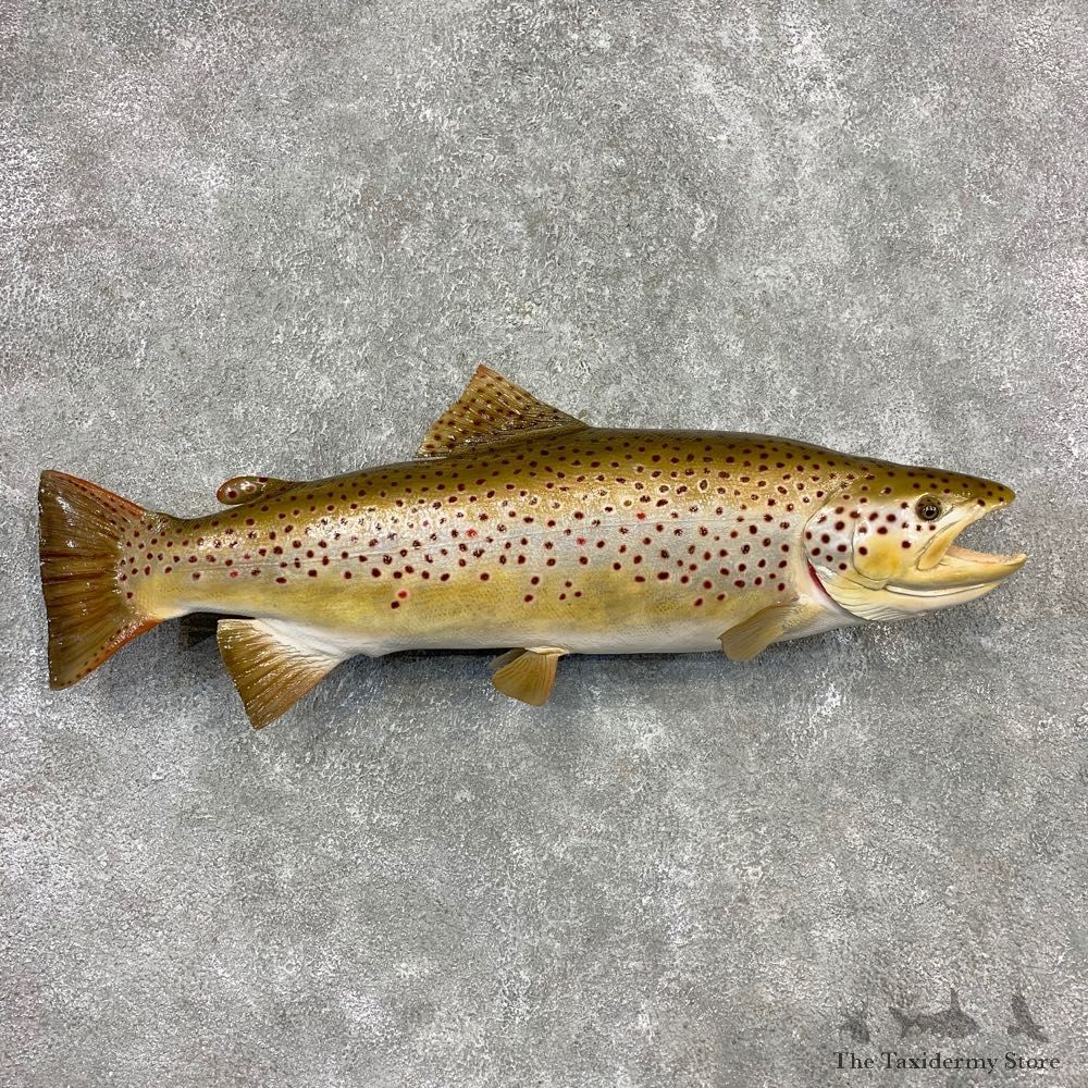 Brown Trout Fish Mount For Sale #21609 @ The Taxidermy Store
