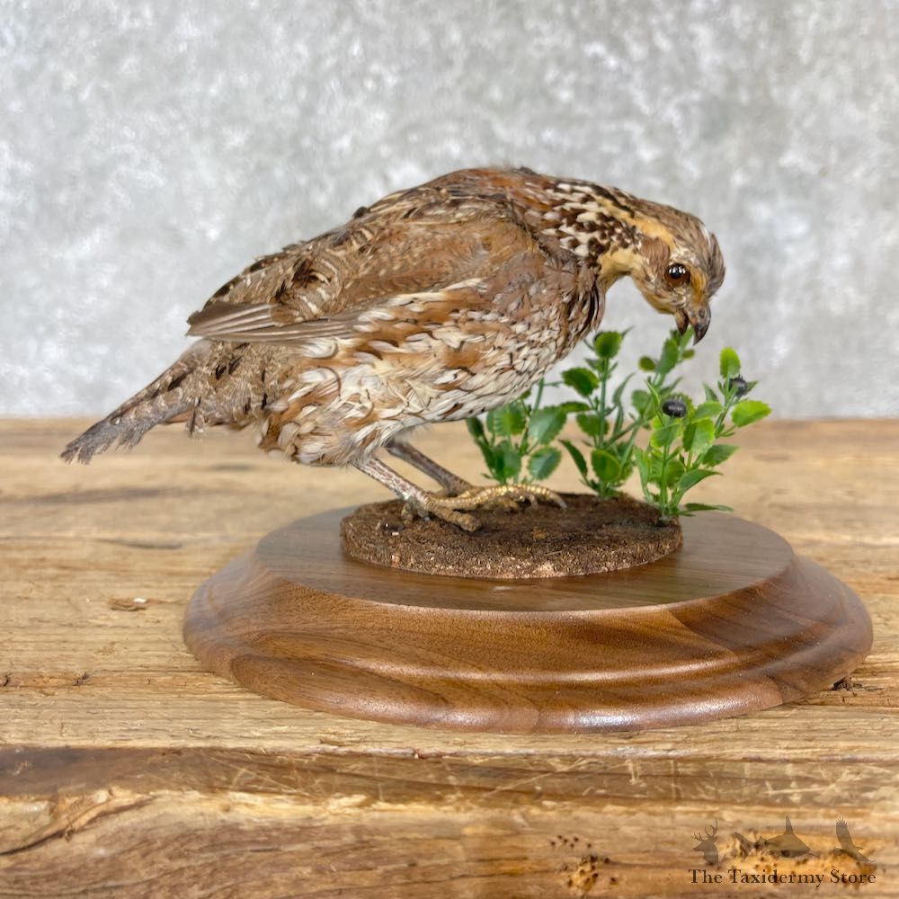 Bobwhite Quail Bird Mount For Sale #27162 @ The Taxidermy Store