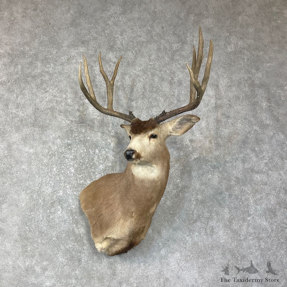 Mule Deer Shoulder Mount For Sale #25622 - The Taxidermy Store