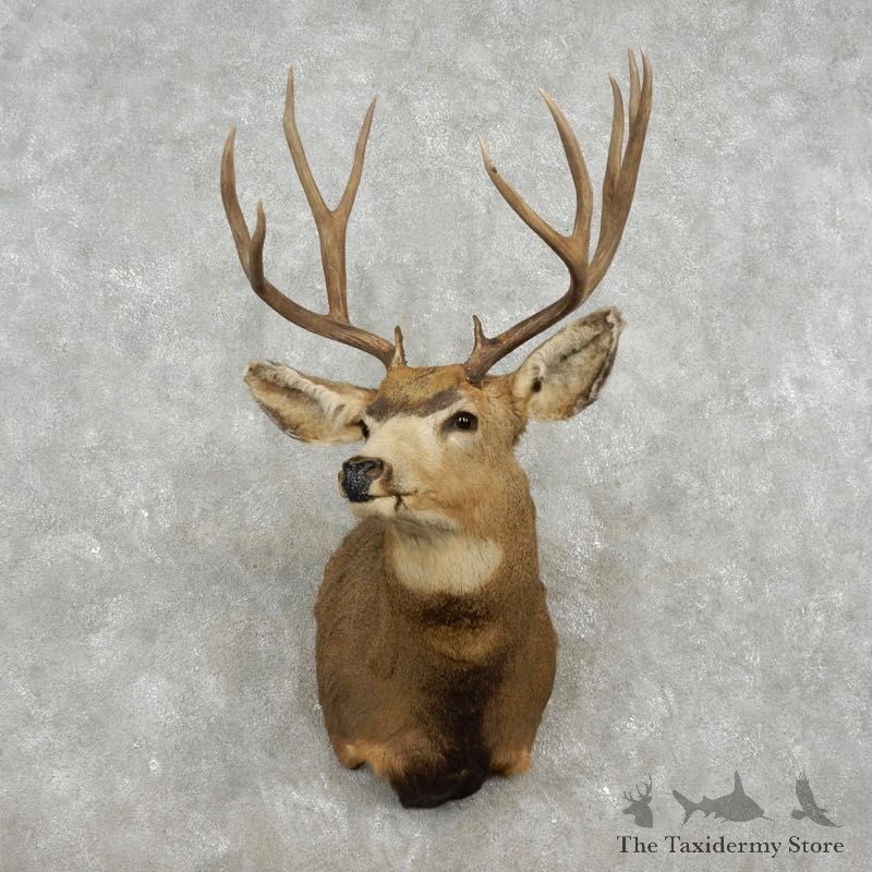 Mule Deer Shoulder Mount For Sale #17349 @ The Taxidermy Store