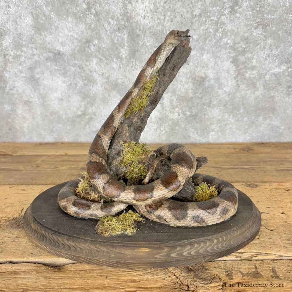 Eastern Fox Snake Mount For Sale #29669 @ The Taxidermy Store