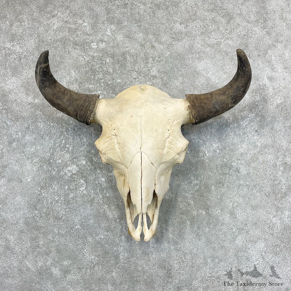 Buffalo Bison Skull Mount For Sale #27038 @ The Taxidermy Store