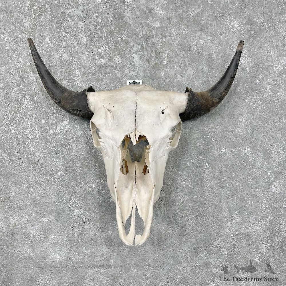 Buffalo Bison Skull Mount For Sale #17678 @ The Taxidermy Store