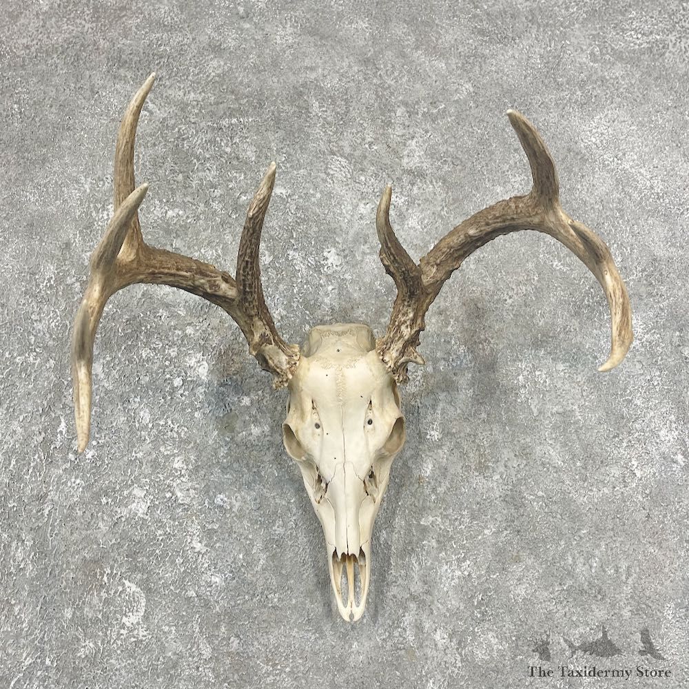Whitetail Deer Skull European Mount For Sale #25902 @ The Taxidermy Store