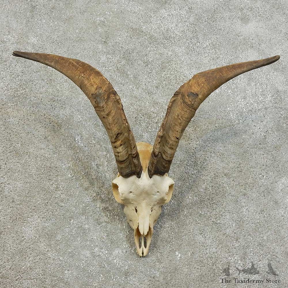 Feral Goat Skull European Mount For Sale #16012 @ The Taxidermy Store