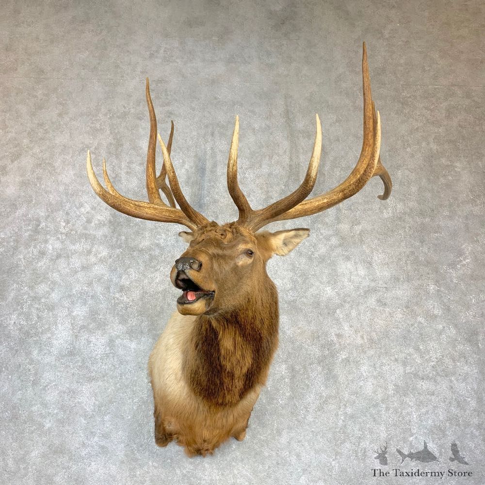 Rocky Mountain Elk Shoulder Mount For Sale #23147 @ The Taxidermy Store