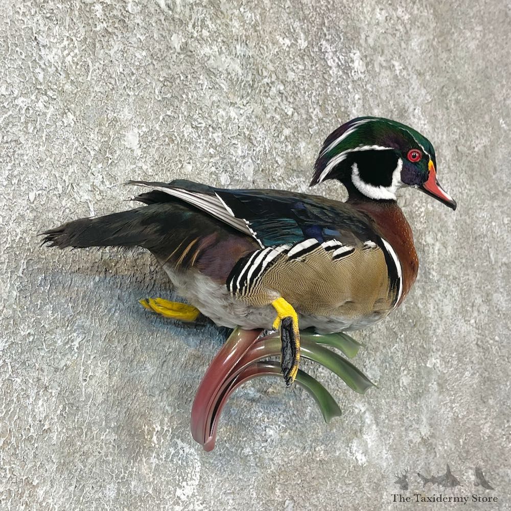 Wood Duck Taxidermy Bird Mount For Sale #26062 @ The Taxidermy Store