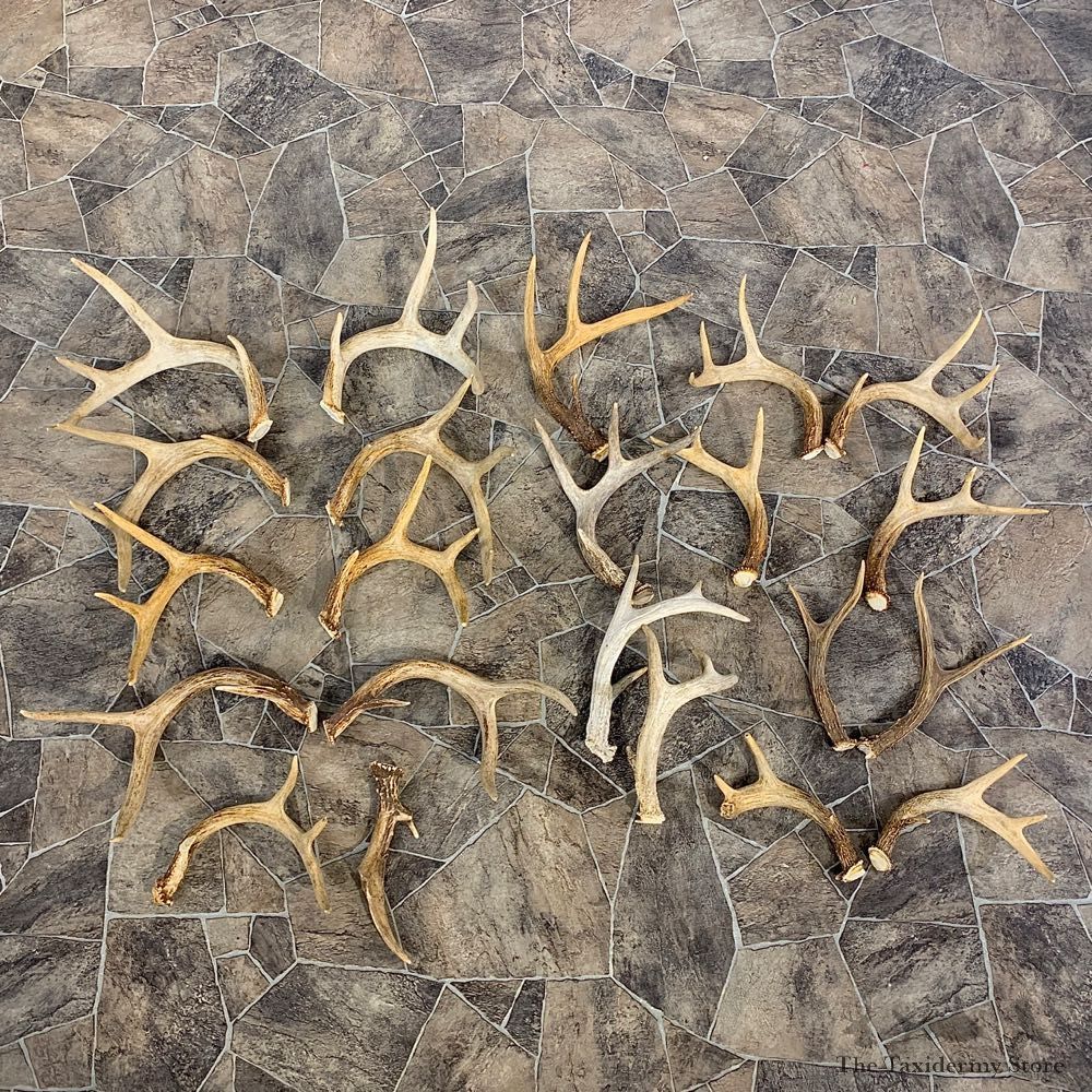 Whitetail Deer Antler Craft Pack For Sale #23041 @ The Taxidermy Store