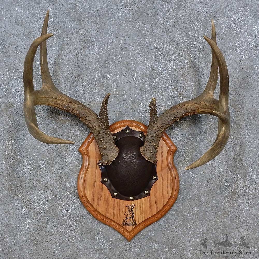 Whitetail Deer Antler Plaque For Sale #15235 @ The Taxidermy Store