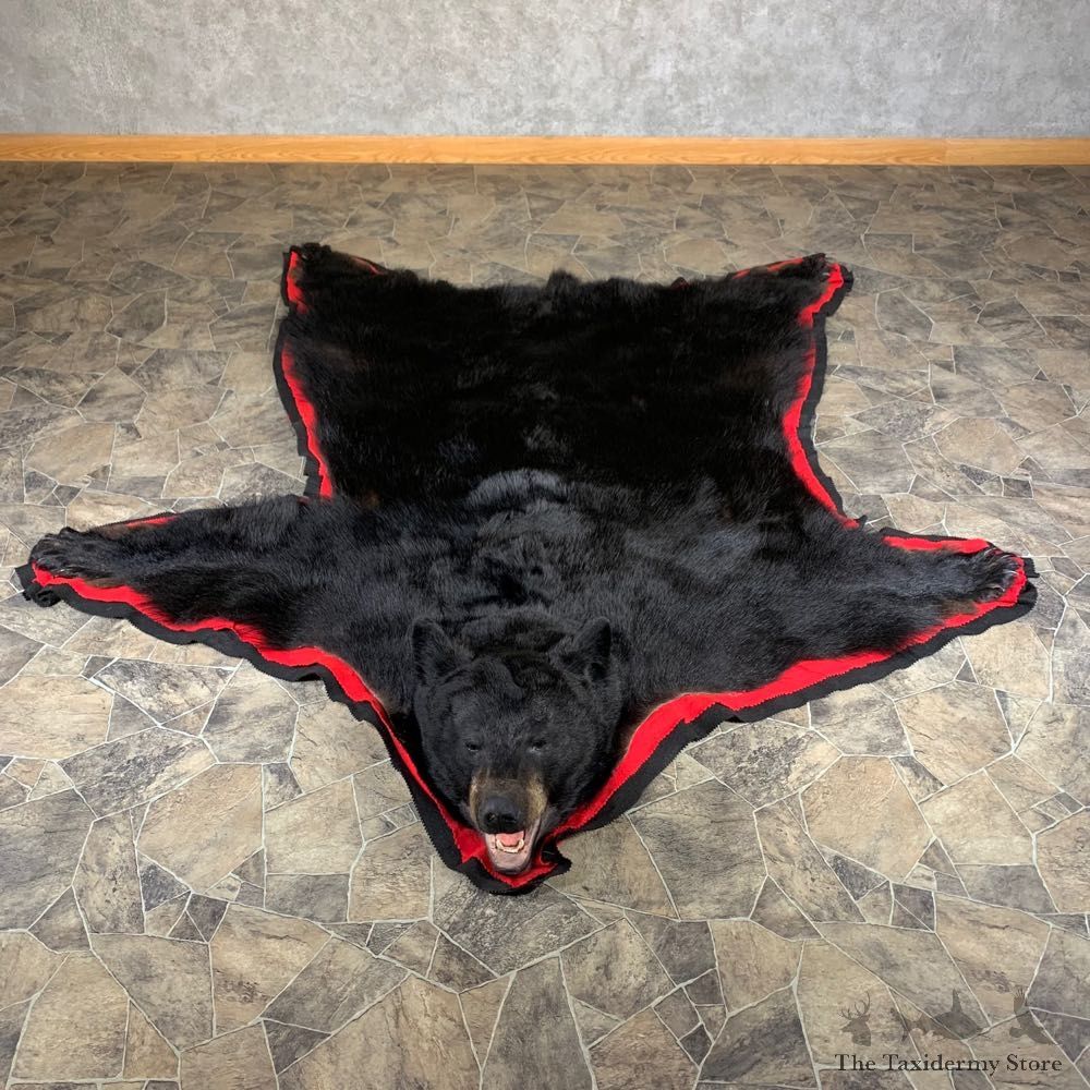 Black Bear Full-Size Rug For Sale #24011 @ The Taxidermy Store