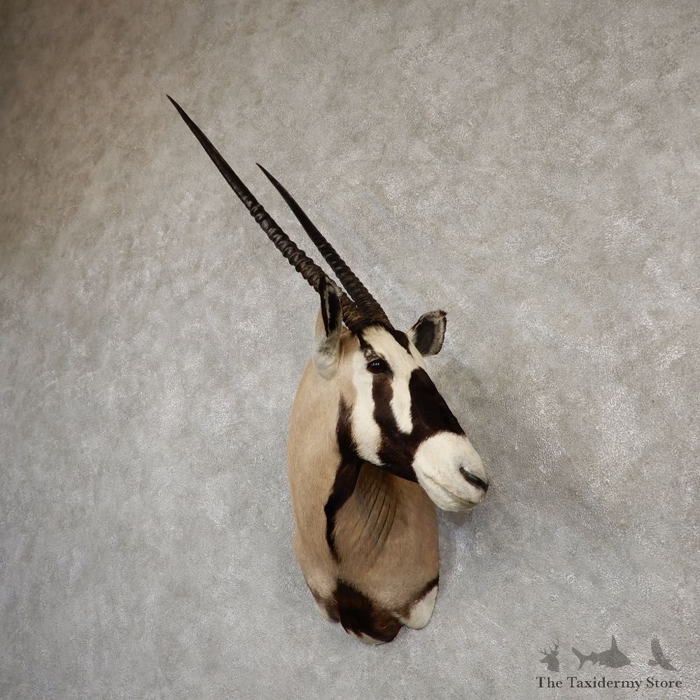 African Gemsbok Taxidermy Shoulder Mount For Sale #20186 @ The Taxidermy Store