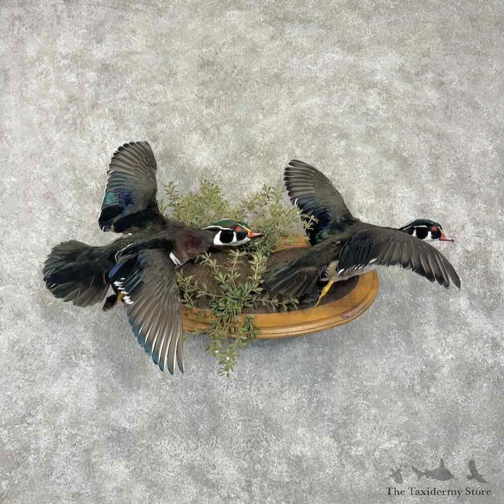 Wood Duck Pair Bird Mount For Sale #30843 @ The Taxidermy Store