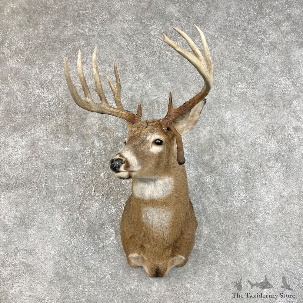 Whitetail Deer Shoulder Mount For Sale #25833 @ The Taxidermy Store