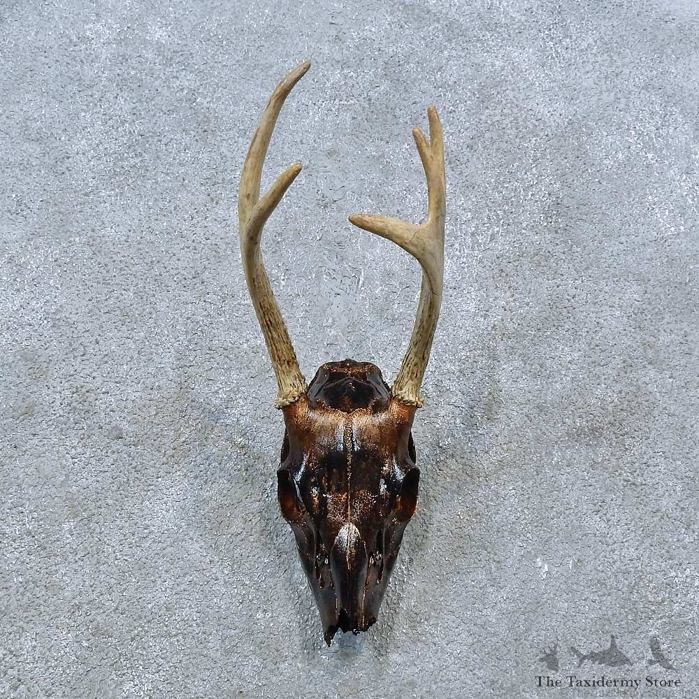 Whitetail Deer Skull Antler European Mount For Sale #15381 @ The Taxidermy Store