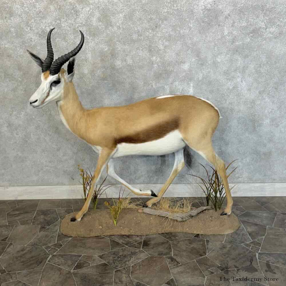 South African Springbok Life-Size Mount For Sale #31229 @ The Taxidermy Store