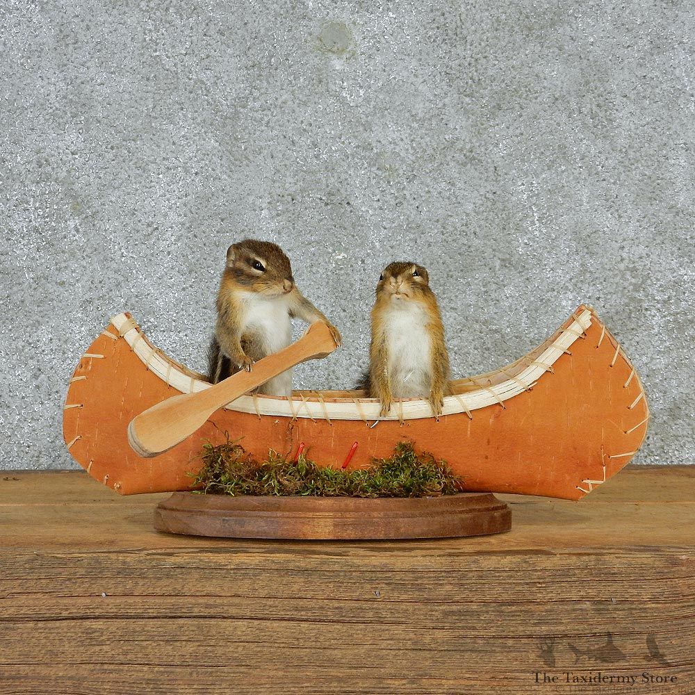 Novelty Canoeing Chipmunks #12934 For Sale @ The Taxidermy Store