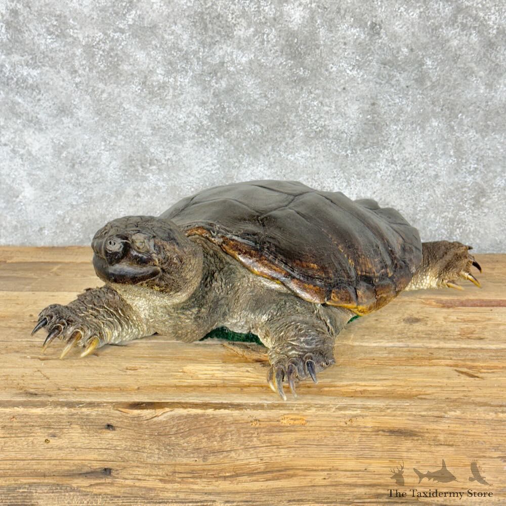Common Snapping Turtle Mount For Sale #28793 @ The Taxidermy Store