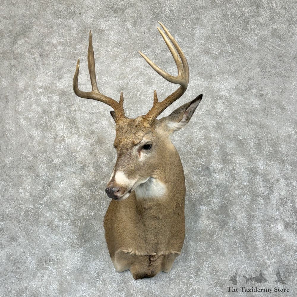 Whitetail Deer Shoulder Mount For Sale #29395 - The Taxidermy Store