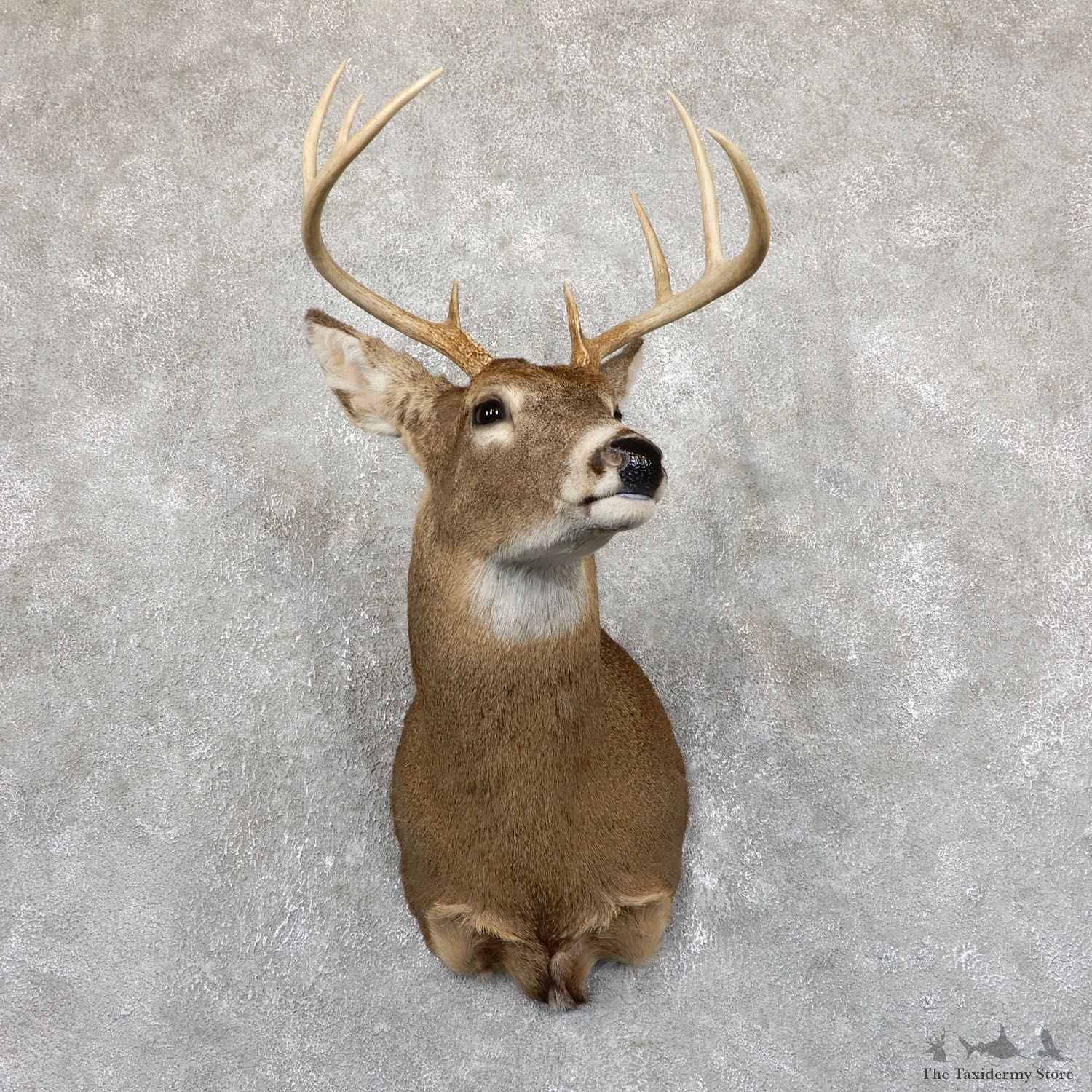 Whitetail Deer Shoulder Taxidermy Mount For Sale #19536 @ The Taxidermy Store.jpg