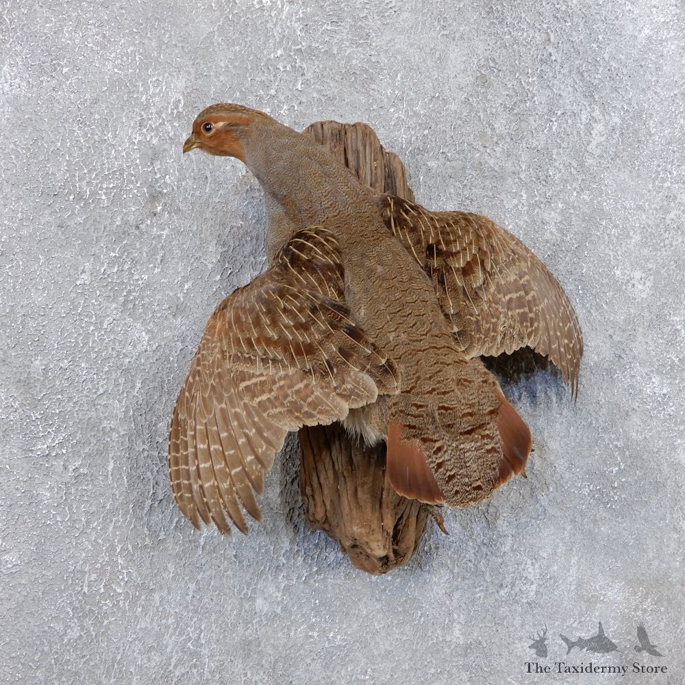 Flying Grey Partridge Mount For Sale #18688 @ The Taxidermy Store