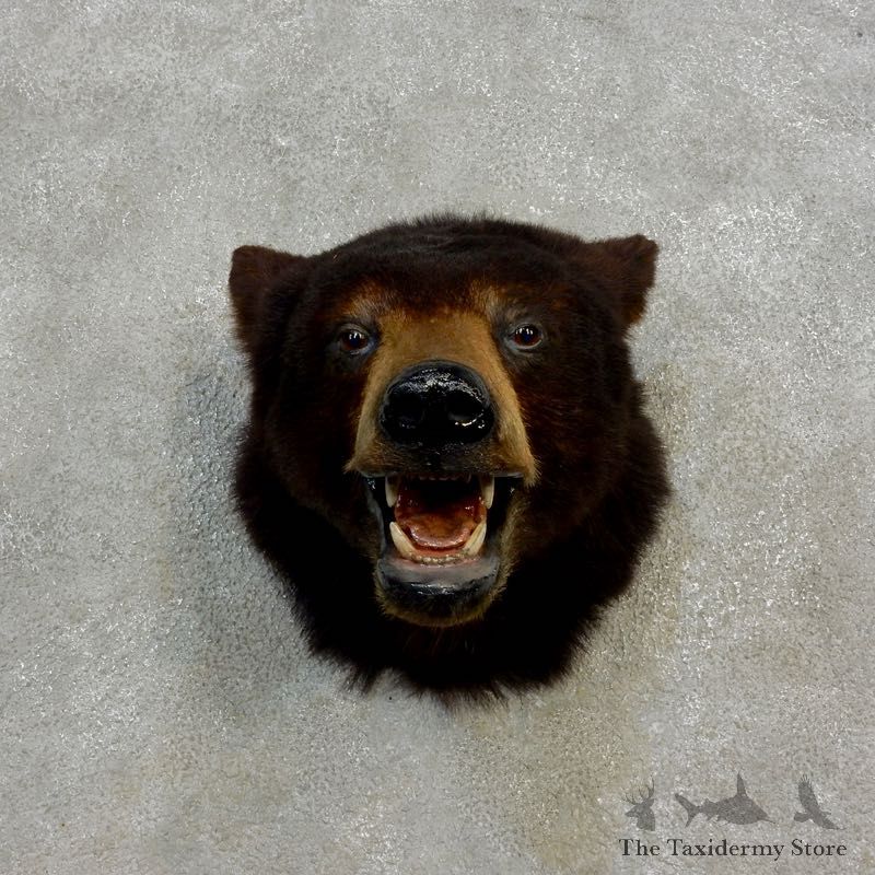 Black Bear Head Mount For Sale #17175 @ The Taxidermy Store