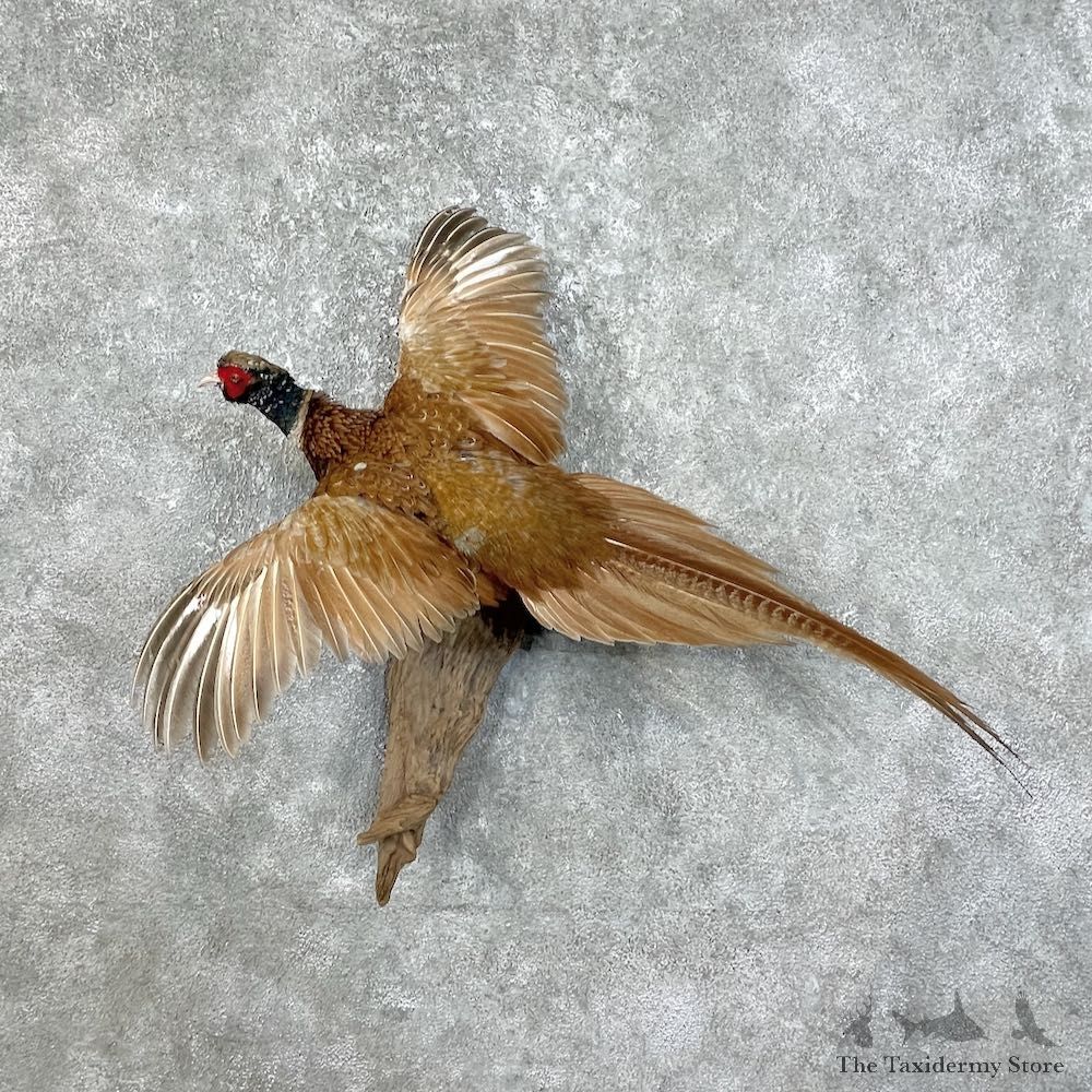 Copper Pheasant Bird Mount For Sale #25780 @ The Taxidermy Store