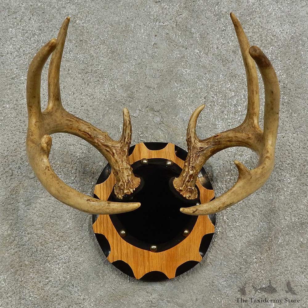 Whitetail Deer Antler Plaque For Sale #16929 @ The Taxidermy Store