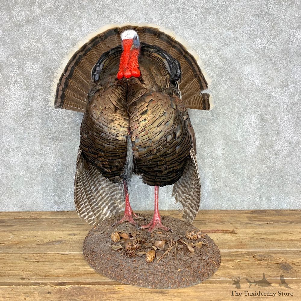 Merriams Turkey Life Size Taxidermy Mount #21686 For Sale @ The Taxidermy Store