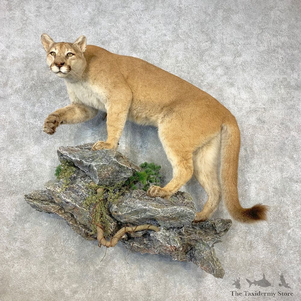 Mountain Lion Life-Size Mount For Sale #21643 @ The Taxidermy Store