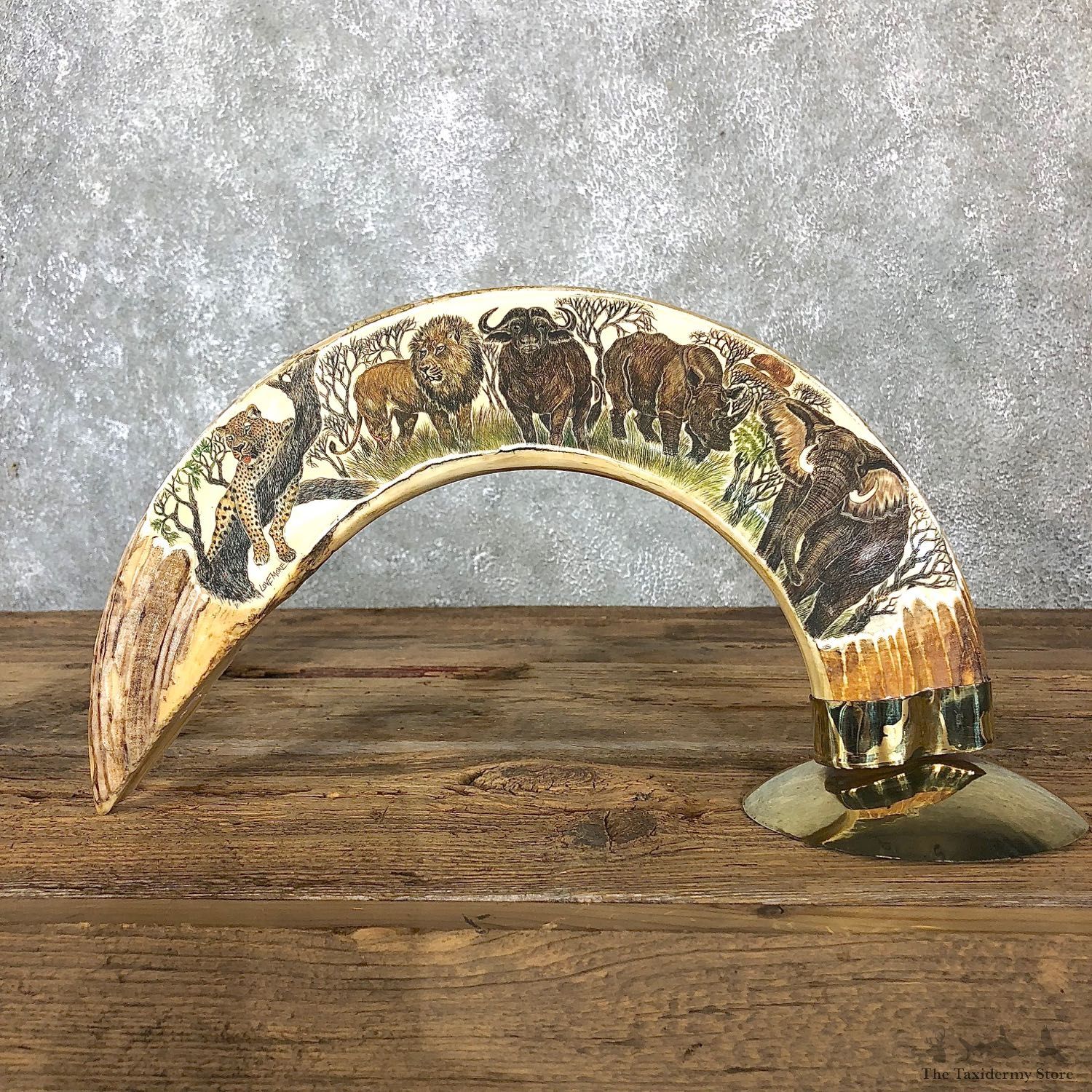 Scrimshawed Hippopotamus Tooth For Sale #19570 @ The Taxidermy Store