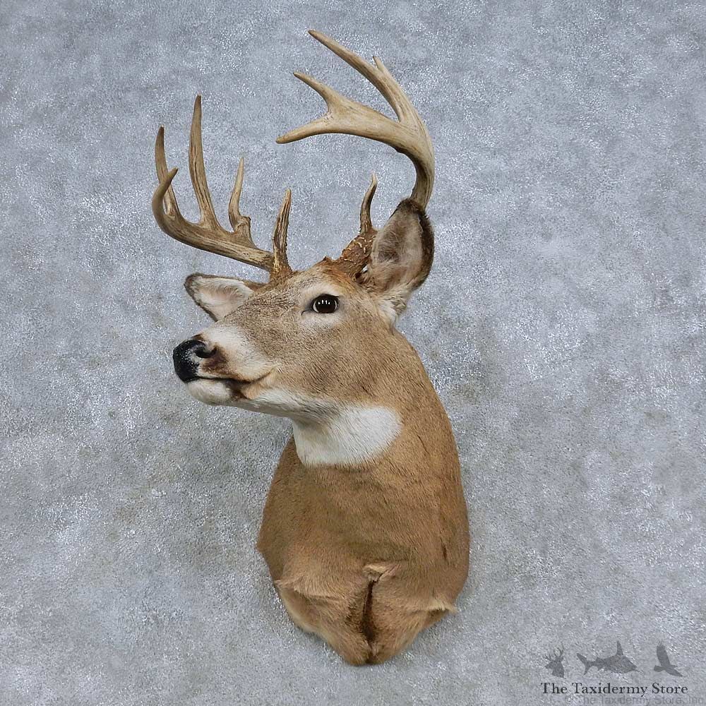 Whitetail Deer Shoulder Mount For Sale #14849 @ The Taxidermy Store