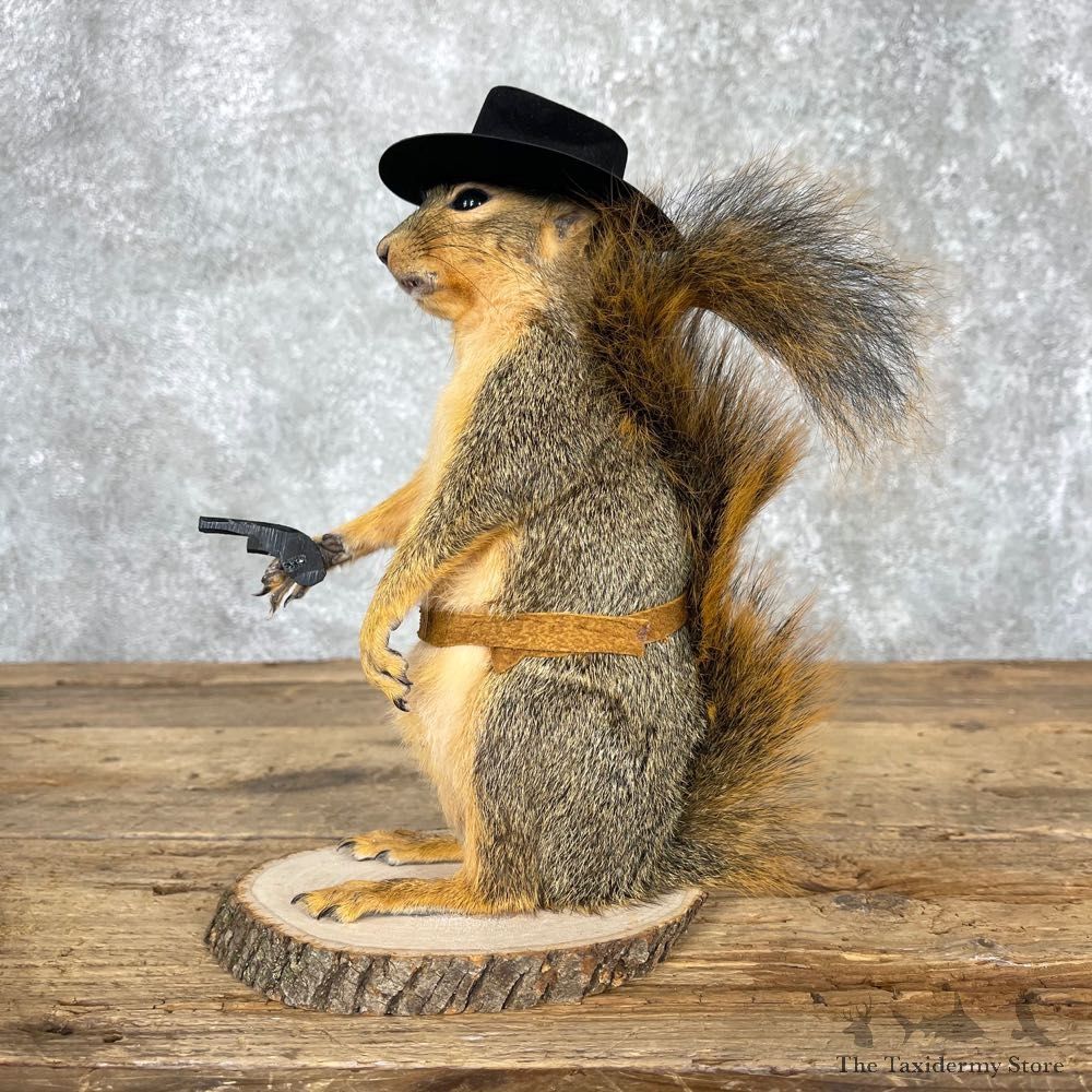 Cowboy Squirrel Novelty Mount For Sale #24065 @ The Taxidermy Store