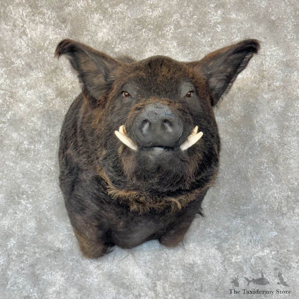 Russian Boar Shoulder Mount For Sale #28788 @ The Taxidermy Store