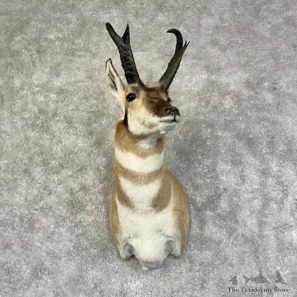 Pronghorn Antelope Shoulder Mount For Sale #31333 @ The Taxidermy Store