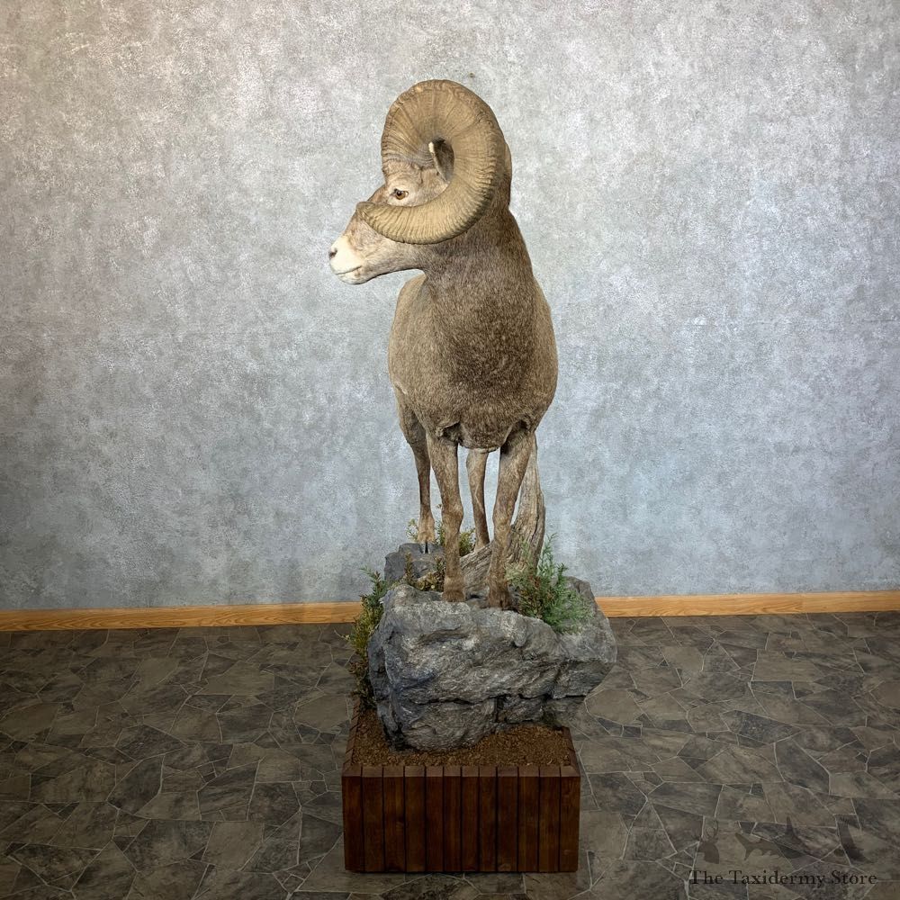Wyoming Bighorn Sheep Life-Size Taxidermy Mount #23656 For Sale - The Taxidermy Store