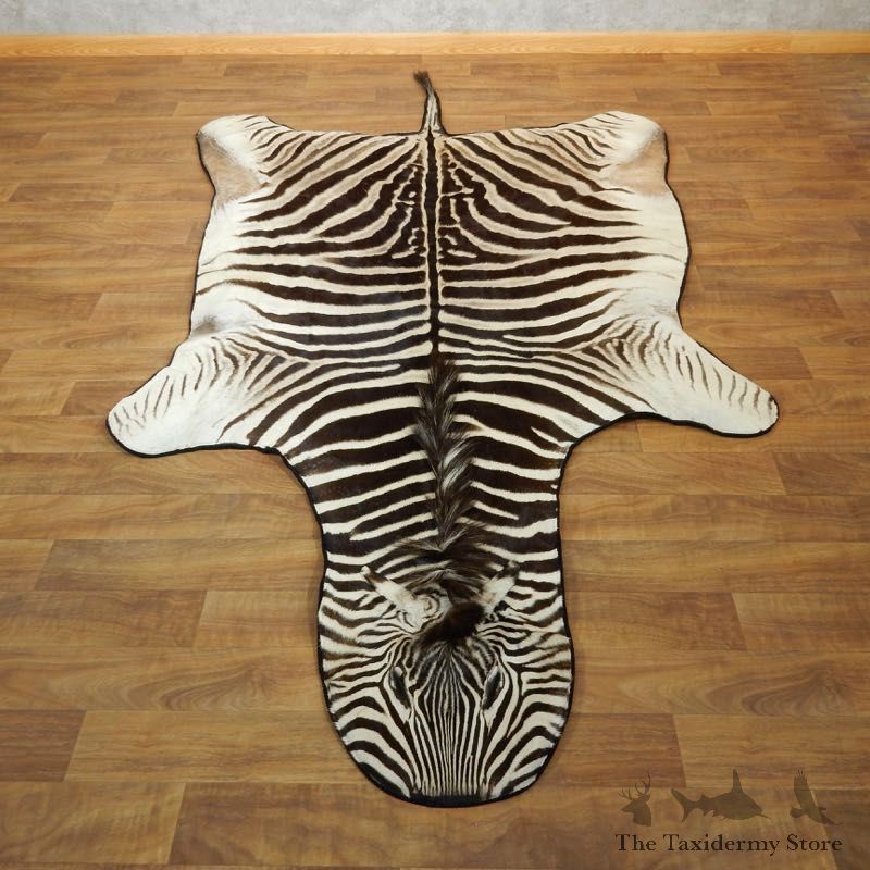 African Zebra Full-Size Taxidermy Rug For Sale #18212 @ The Taxidermy Store