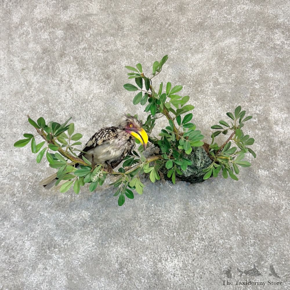 Southern Yellow-Billed Hornbill Mount For Sale #30011 @ The Taxidermy Store