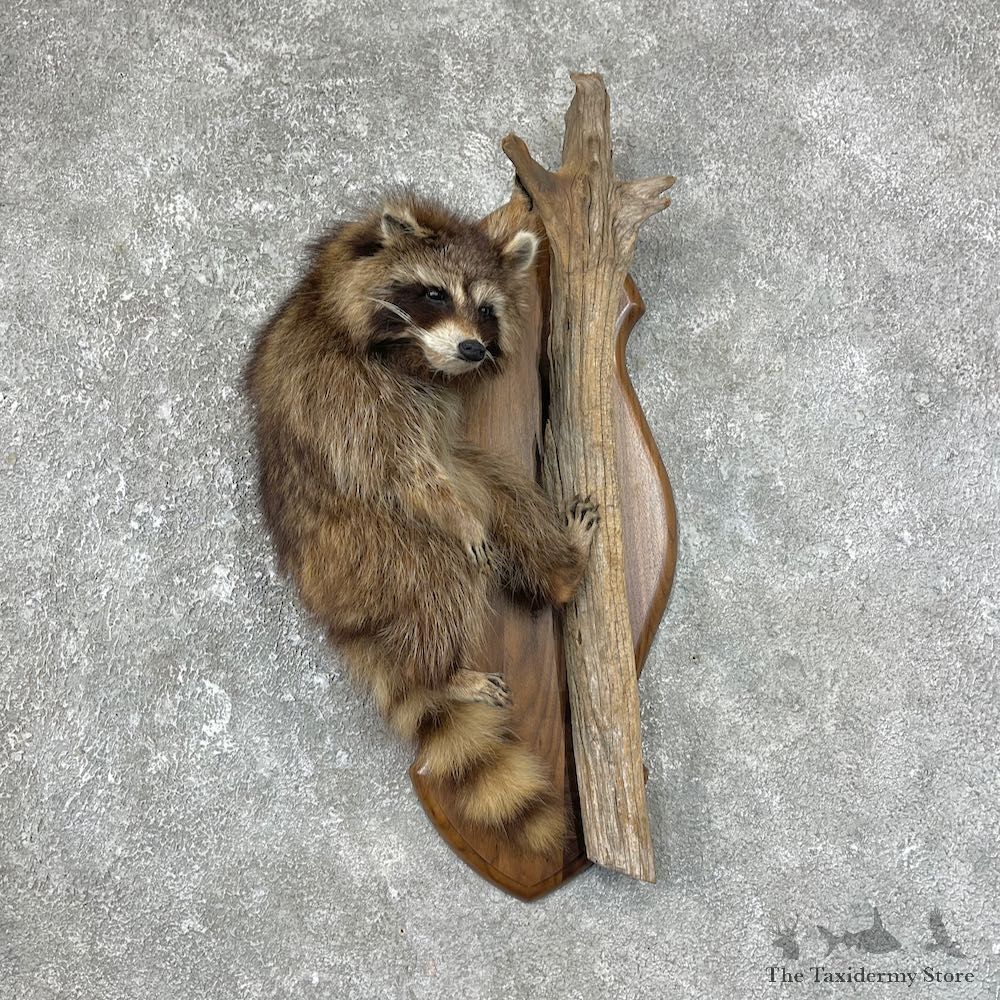 Wall-Hanging Raccoon Mount For Sale #25688 @ The Taxidermy Store