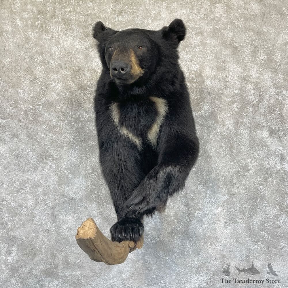 Black Bear Half-Life-Size Mount For Sale #28282 @ The Taxidermy Store