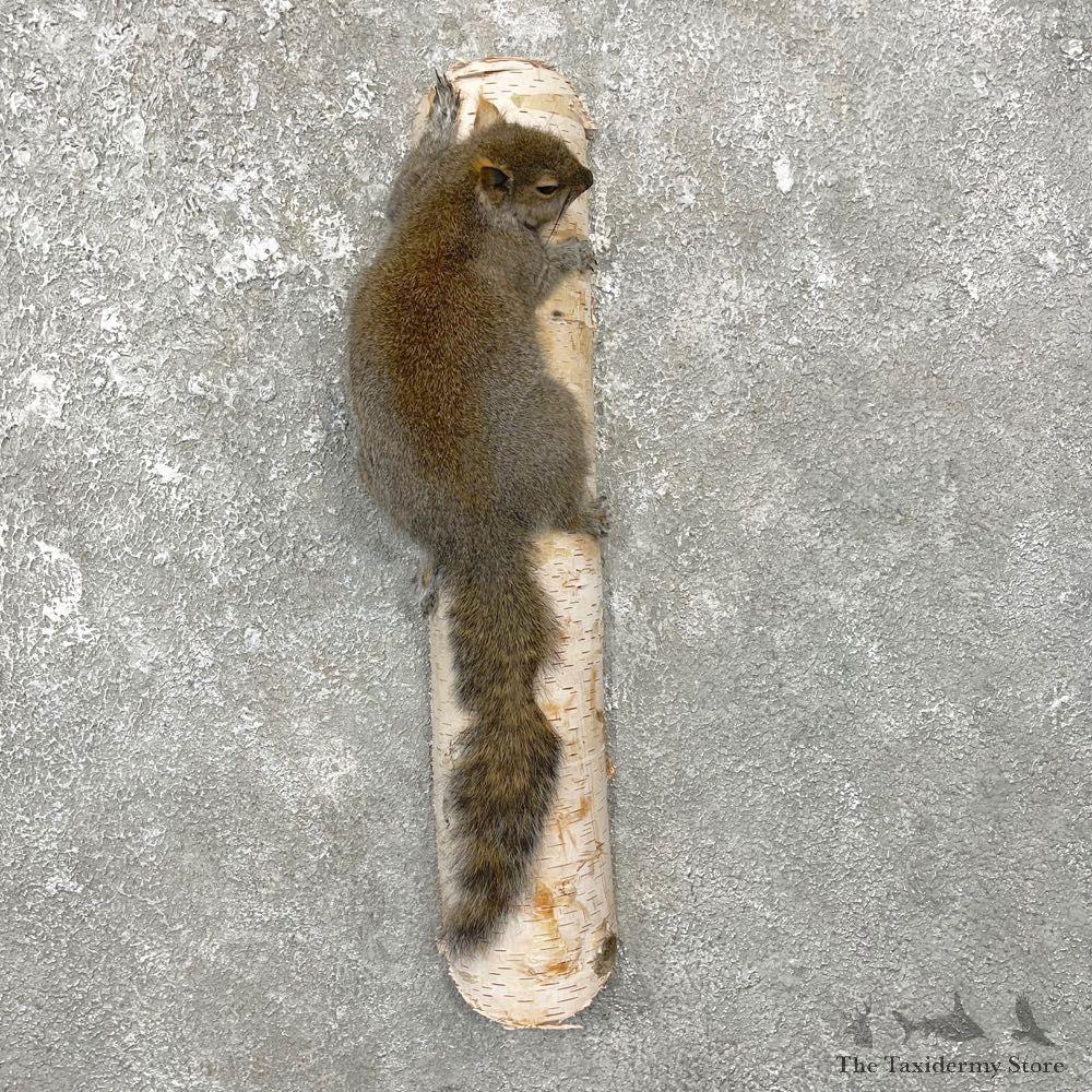 Grey Squirrel Life-Size Mount For Sale #25078 @ The Taxidermy Store