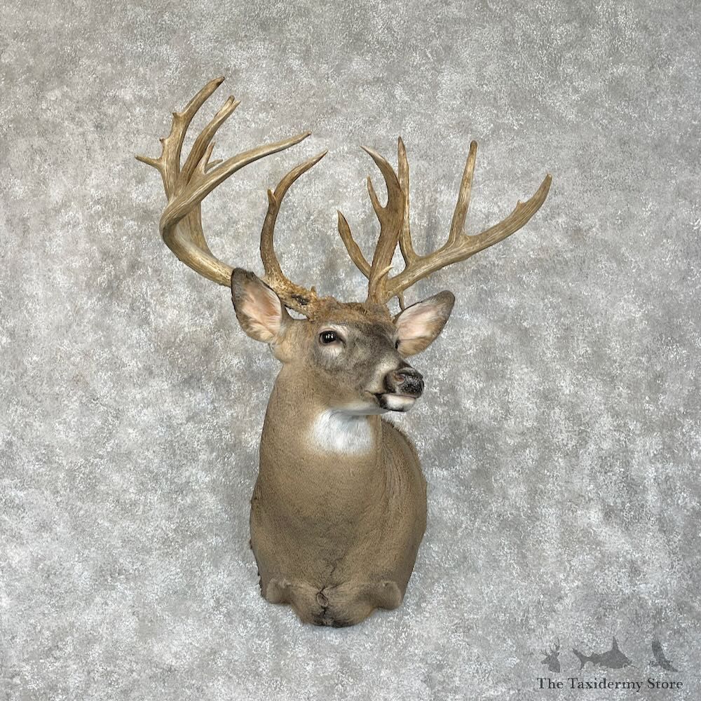 Whitetail Deer Shoulder Mount For Sale #28073 @ The Taxidermy Store
