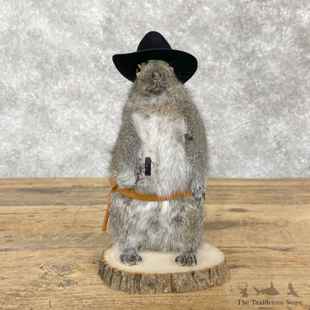 Cowboy Squirrel Novelty Mount For Sale #28602 @ The Taxidermy Store