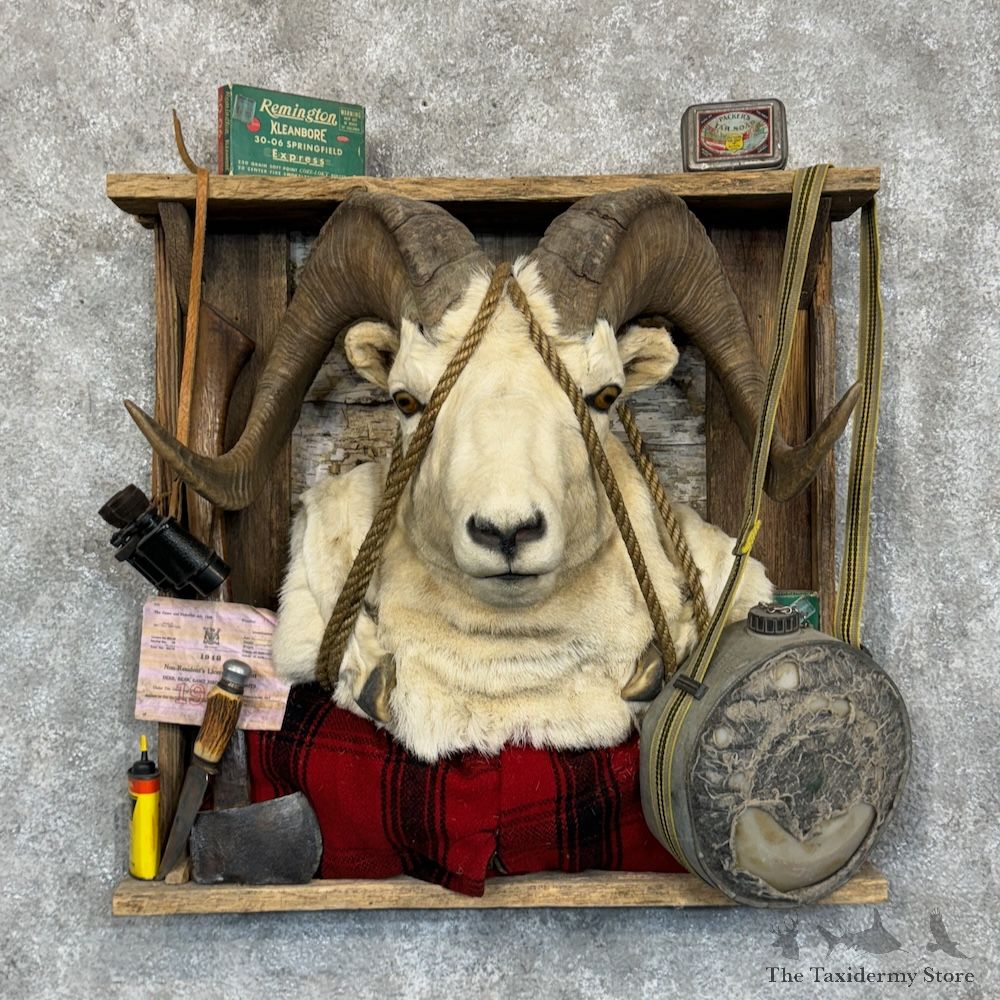 Texas Dall Sheep Display Mount For Sale #29360 @ The Taxidermy Store