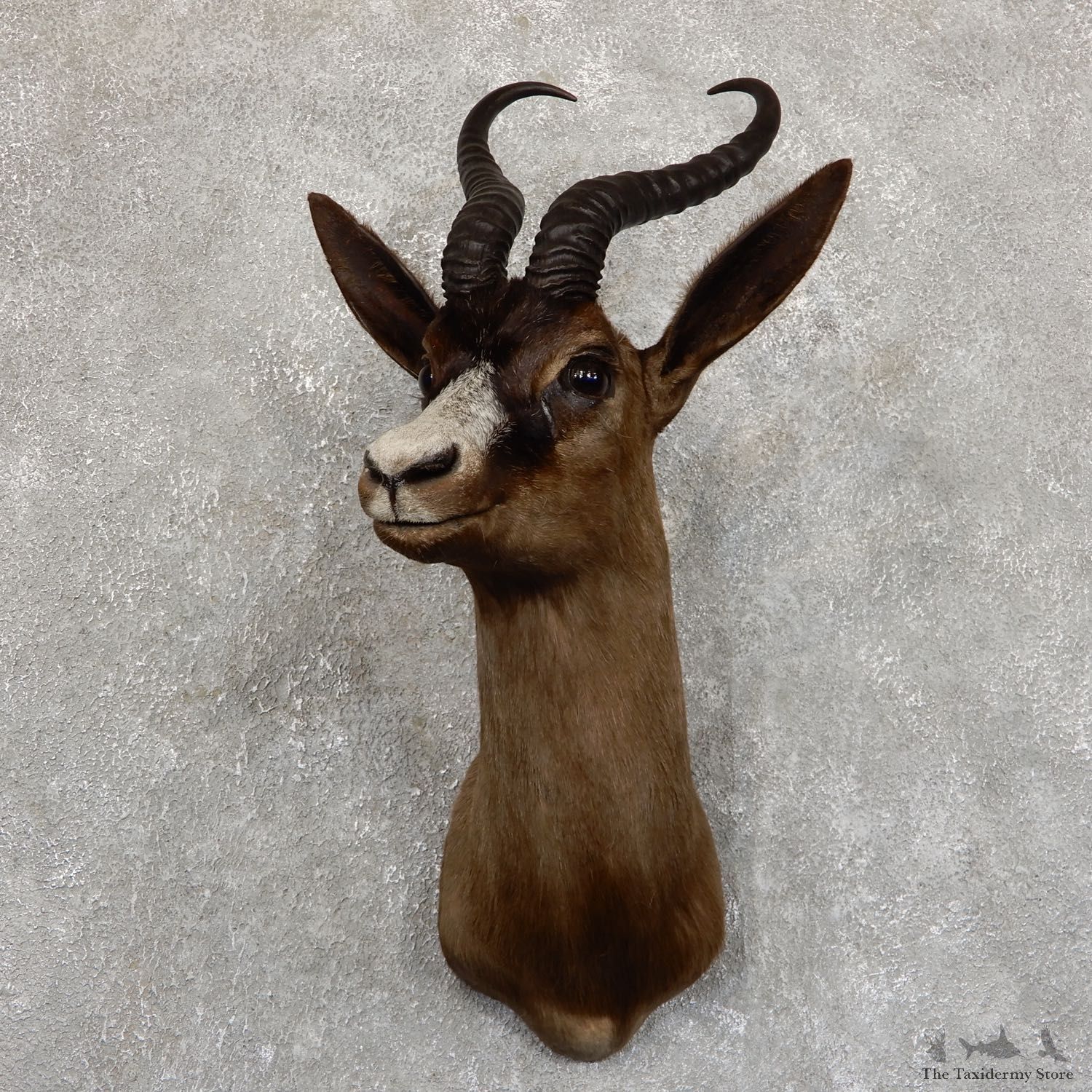 Chocolate Springbok Shoulder Mount For Sale #19555 @ The Taxidermy Store