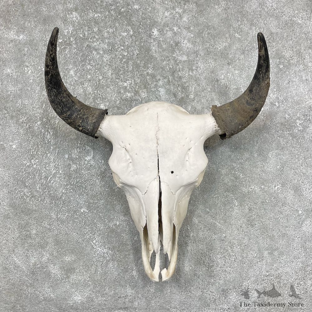 Buffalo Bison Skull Mount For Sale #17697 @ The Taxidermy Store
