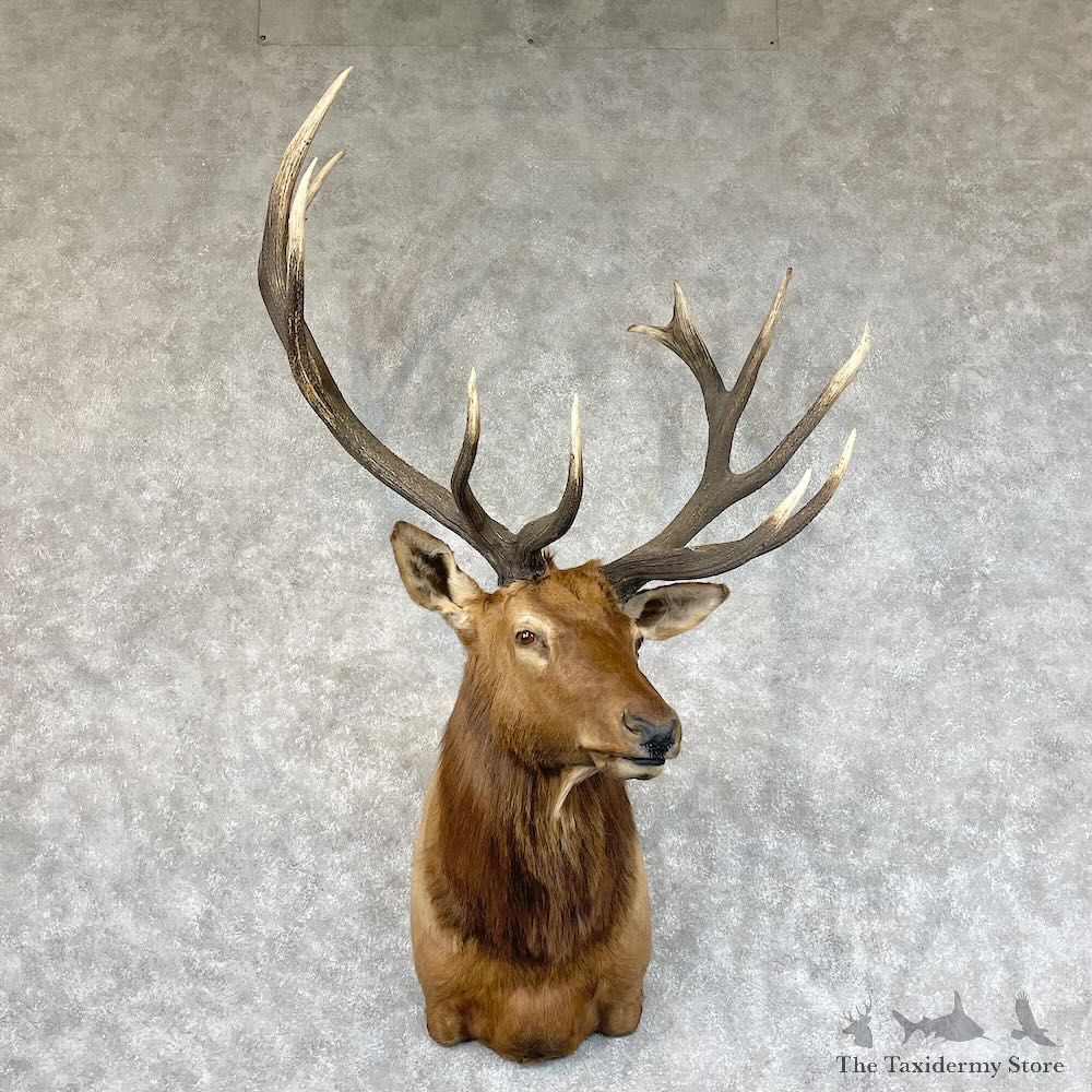 Rocky Mountain Elk Shoulder Mount For Sale #28420 @ The Taxidermy Store